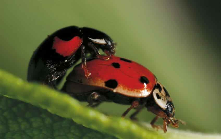 La coccinelle à dix points Mise au point sur les coccinelles - La Salamandre