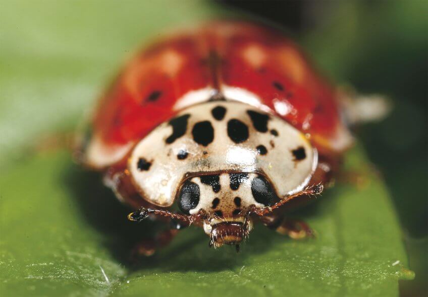 La coccinelle à quatre points Mise au point sur les coccinelles - La Salamandre