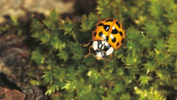 La coccinelle asiatique, Harmonia axyridis