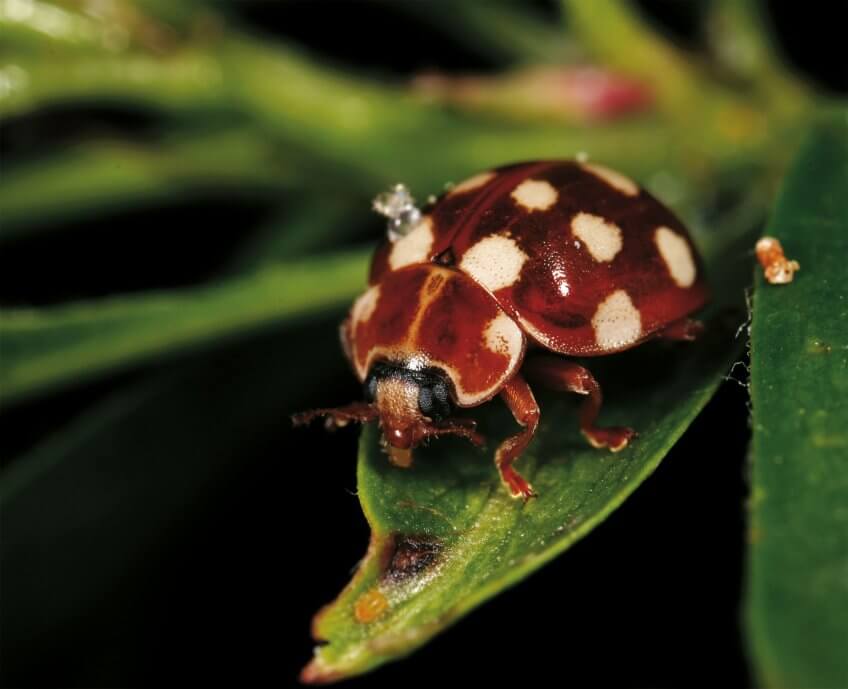 La coccinelle Calvia Mise au point sur les coccinelles - La Salamandre