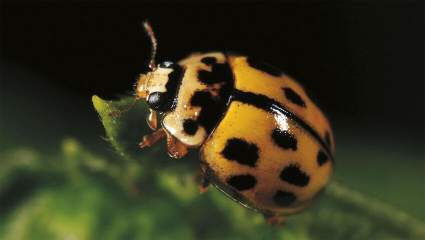 La coccinelle en damier Mise au point sur les coccinelles - La Salamandre