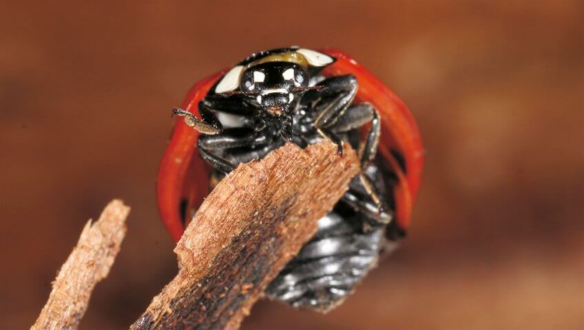 La course aux pucerons - La Salamandre