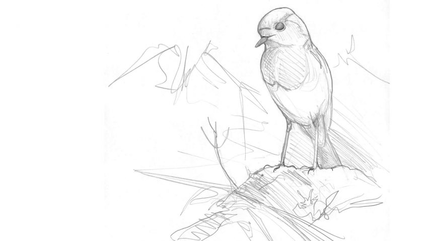 Bouchées doubles pour le rougegorge - La Salamandre