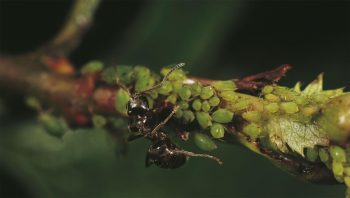 La traite des pucerons fournit un miellat sucré très apprécié des fourmis. Celles-ci défendent vigoureusement leurs troupeaux contre les coccinelles. La traite des pucerons fournit un miellat sucré très apprécié des fourmis. Celles-ci défendent vigoureusement leurs troupeaux contre les coccinelles.