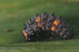Larve de coccinelle / © Gilbert Hayoz