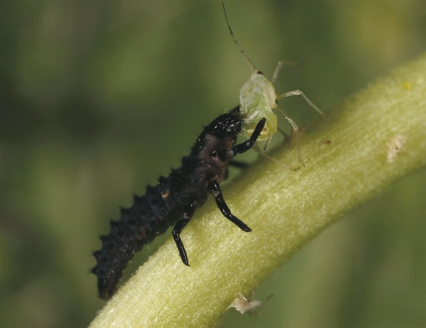 Larve de coccinelle s'attaquant à un puceron Tout est bon dans le puceron - La Salamandre