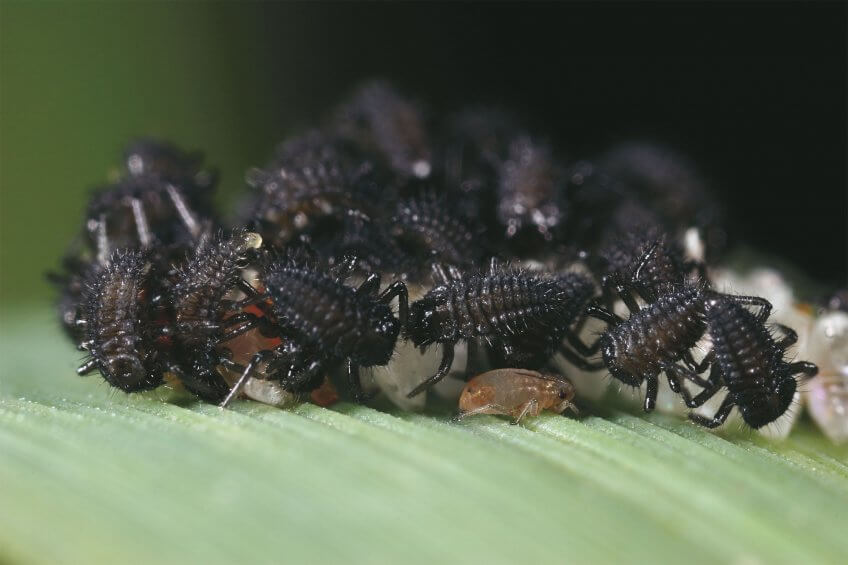 Coccinelles : Le ballet des larves - La Salamandre