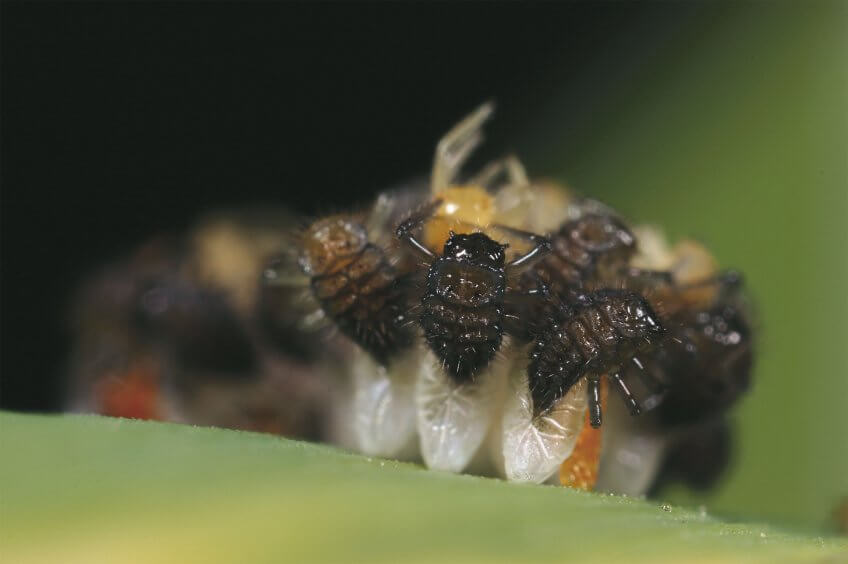 Coccinelles : Le ballet des larves - La Salamandre