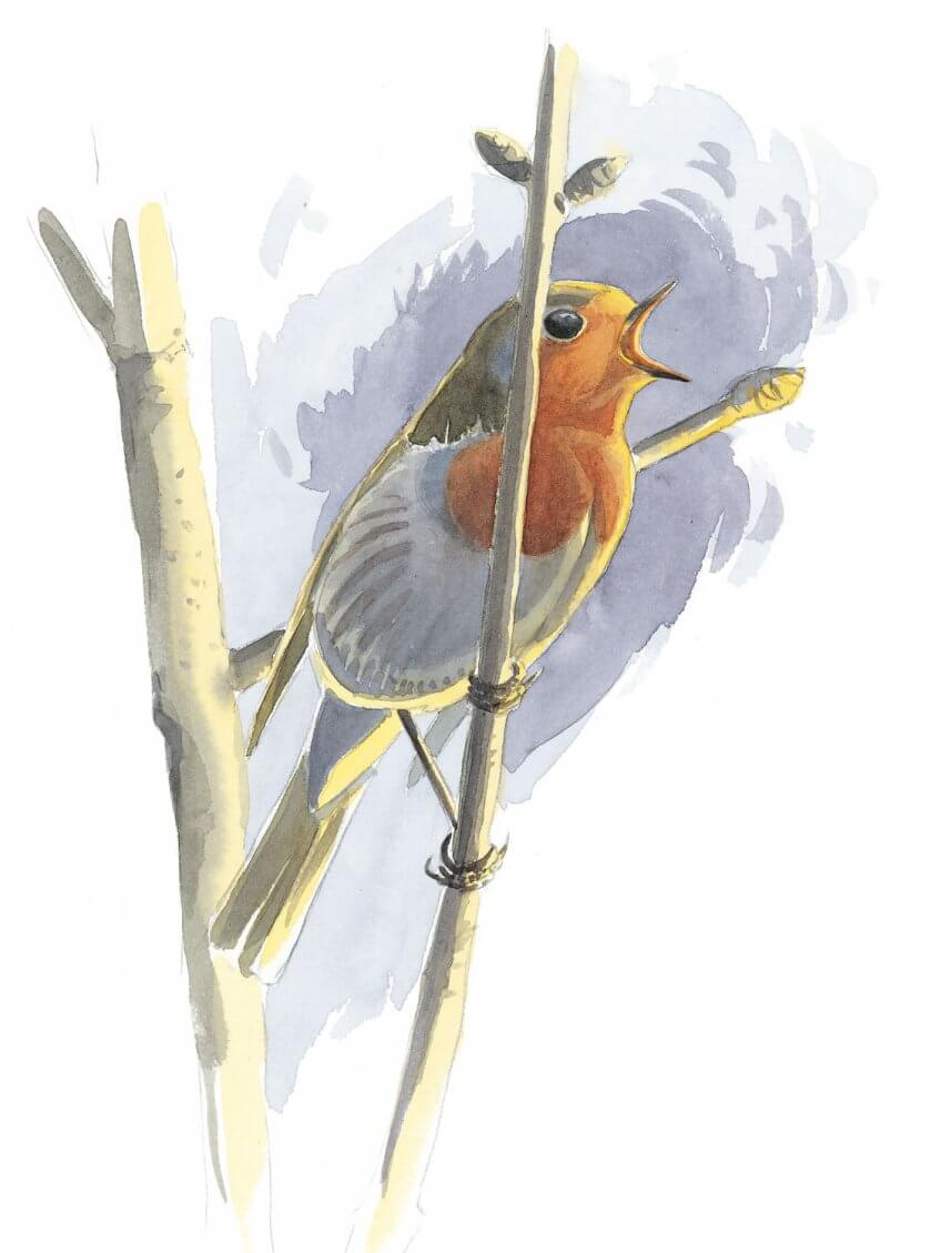 Castagne et séduction du rougegorge - La Salamandre