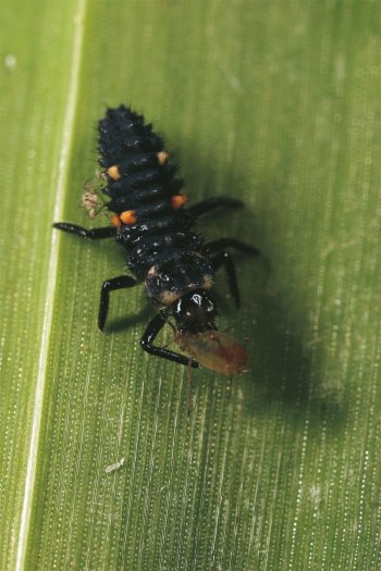 Le festin des larves de coccinelles est très impressionnant à observer
à la loupe. Un élevage de coccinelles au jour le jour - La Salamandre