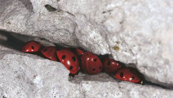 Le long des crêtes du Jura, les coccinelles à sept points sont prêtes pour l’hiver à la fin du mois de septembre.
