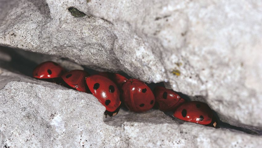 Retour au sommet pour les coccinelles - La Salamandre