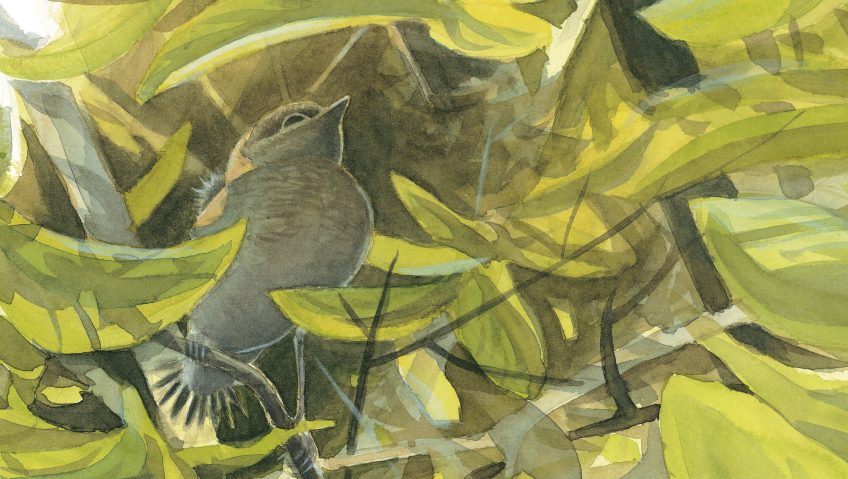 Le rougegorge doit affronter la jungle - La Salamandre