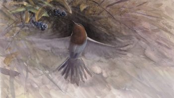 Le rougegorge se délecte des fruits de nombreux arbres et arbustes.  Le rougegorge se délecte des fruits de nombreux arbres et arbustes.