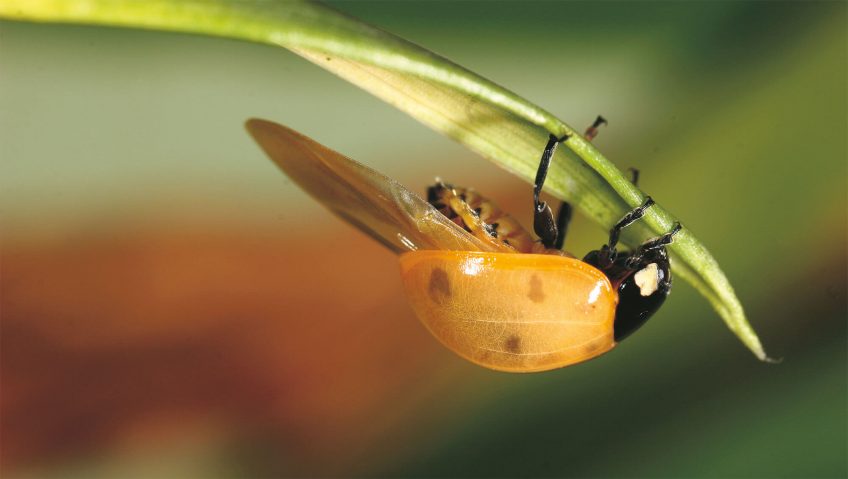 Enfin des ailes pour la coccinelle ! - La Salamandre
