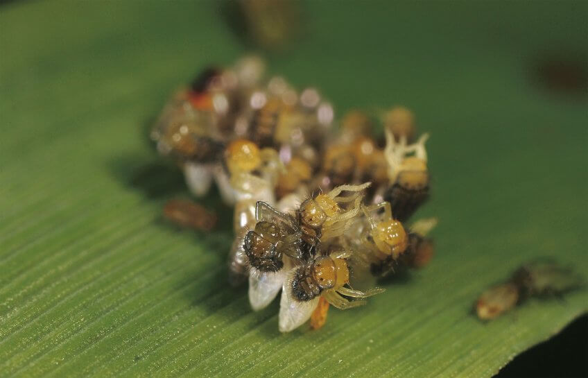 L’émergence des larves de coccinelles est un spectacle extraordinaire et fragile. Un élevage de coccinelles au jour le jour - La Salamandre