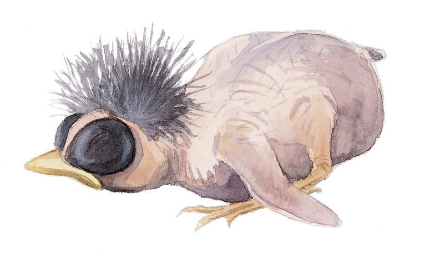 Le rougegorge doit grandir et vite ! - La Salamandre