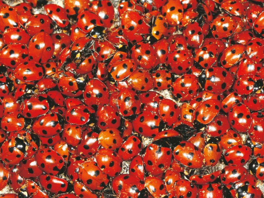 Retour au sommet pour les coccinelles - La Salamandre