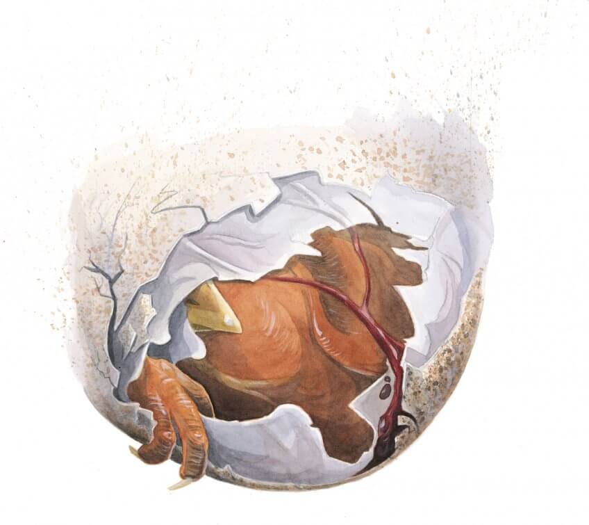 Rougegorge : Un diamant pour naître - La Salamandre