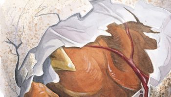 L’œuf des oiseaux est un héritage direct de leurs ancêtres dinosaures.