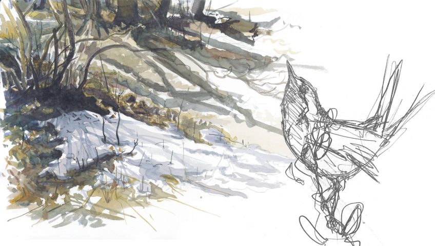 Castagne et séduction du rougegorge - La Salamandre