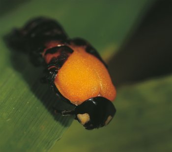 Mue de coccinelle / © Gilbert Hayoz