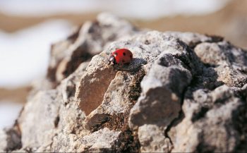 Née au mois de juin précédent, cette coccinelle a passé l’hiver entre de gros blocs recouverts de neige.