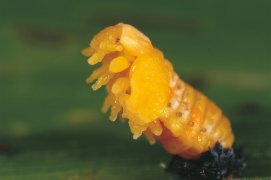 Nymphe de coccinelle / © Gilbert Hayoz