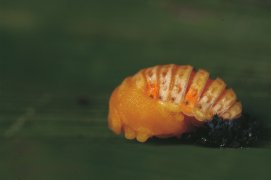 Nymphe de coccinelle / © Gilbert Hayoz