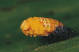 Nymphe de coccinelle / © Gilbert Hayoz