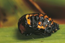 Nymphe de coccinelle, presque adulte / © Gilbert Hayoz