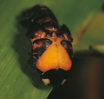 Passage de l'état de nymphe à celui de coccinelle adulte.  / © Gilbert Hayoz