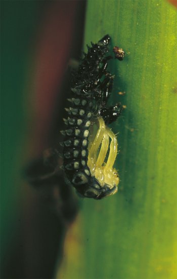 Pendant sa mue, la coccinelle est très vulnérable.  Quand les larves de coccinelles font peau neuve - La Salamandre