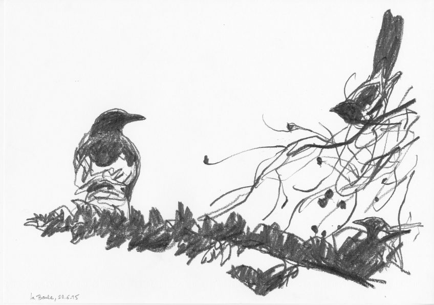 Denis Clavreul raconte ses plus beaux dessins de pie bavarde - La Salamandre