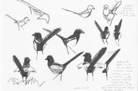 Couple au sol, queues dressées le plus souvent. Tout en cherchant leur nourriture, les pies poussent de petits cris. L'une d'entre elles n'a de cesse d'entrouvrir latéralement – et très brièvement – les ailes. Nantes, 11 mars 2015, barre de graphite sur papier Canson.