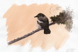 Pendant près d'une demi-heure ce jeune est resté posé là, seul, à proximité du nid, face au soleil dans cette douce et belle lumière printanière. Nantes, petit matin du 13 mai 2017, crayon graphite et aquarelle sur papier Canson.