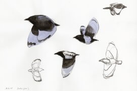 Depuis quelques jours, j'aperçois de plus en plus de familles en vadrouille. De temps en temps, la silhouette surprenante d'un jeune oiseau sans queue passe devant mes pinceaux. (près de Saint-Nazaire, 15 juin 2015 | Crayon graphite et aquarelle sur papier Canson)