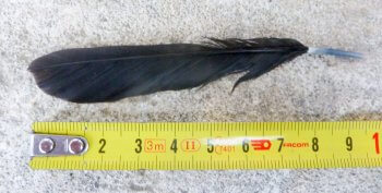 Plume de merle