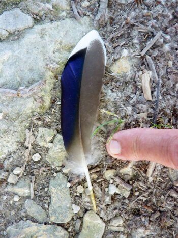 Plume de rémige colvert