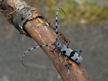 La rosalie des Alpes a besoin de bois mort de hêtre pendant plusieurs années pour son développement L'impact des ouragans sur la biodiversité - La Salamandre