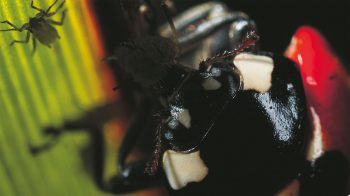 Si un mâle de coccinelle se contente de quatre ou cinq proies par jour, les femelles ont besoin d’en dévorer quotidiennement une vingtaine pour grossir et faire mûrir leurs œufs.