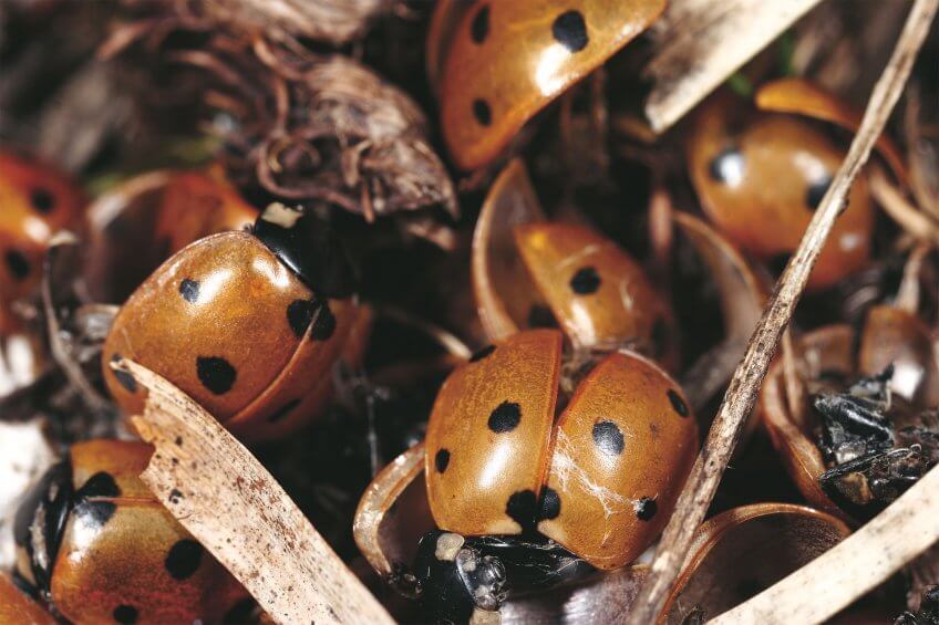 Retour au sommet pour les coccinelles - La Salamandre