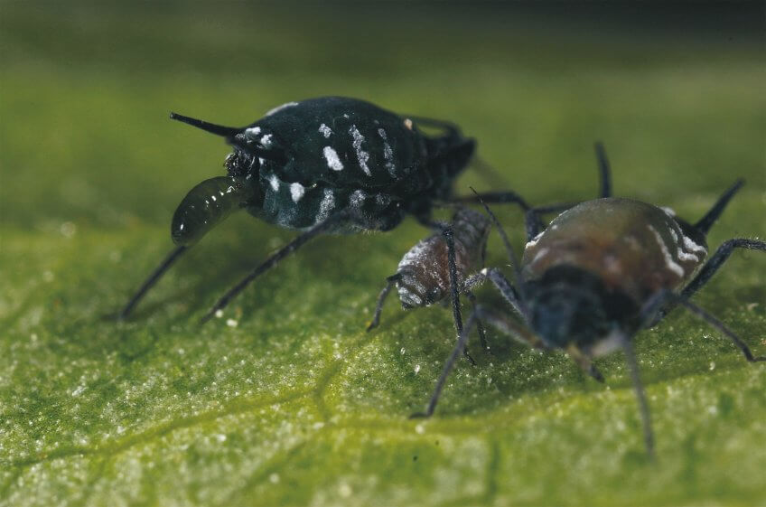 La course aux pucerons - La Salamandre