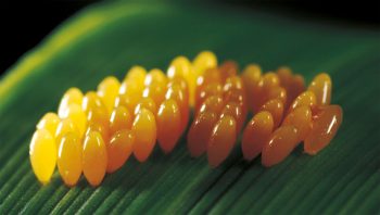 Une coccinelle bien nourrie pond une à deux fois par jour un lot de vingt à trente œufs.