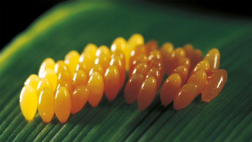 La course aux pucerons - La Salamandre