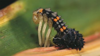 Une coccinelle vit plusieurs naissances. Chaque mue est une opération délicate durant laquelle l’insecte est très vulnérable. Une coccinelle vit plusieurs naissances. Chaque mue est une opération délicate durant laquelle l’insecte est très vulnérable.