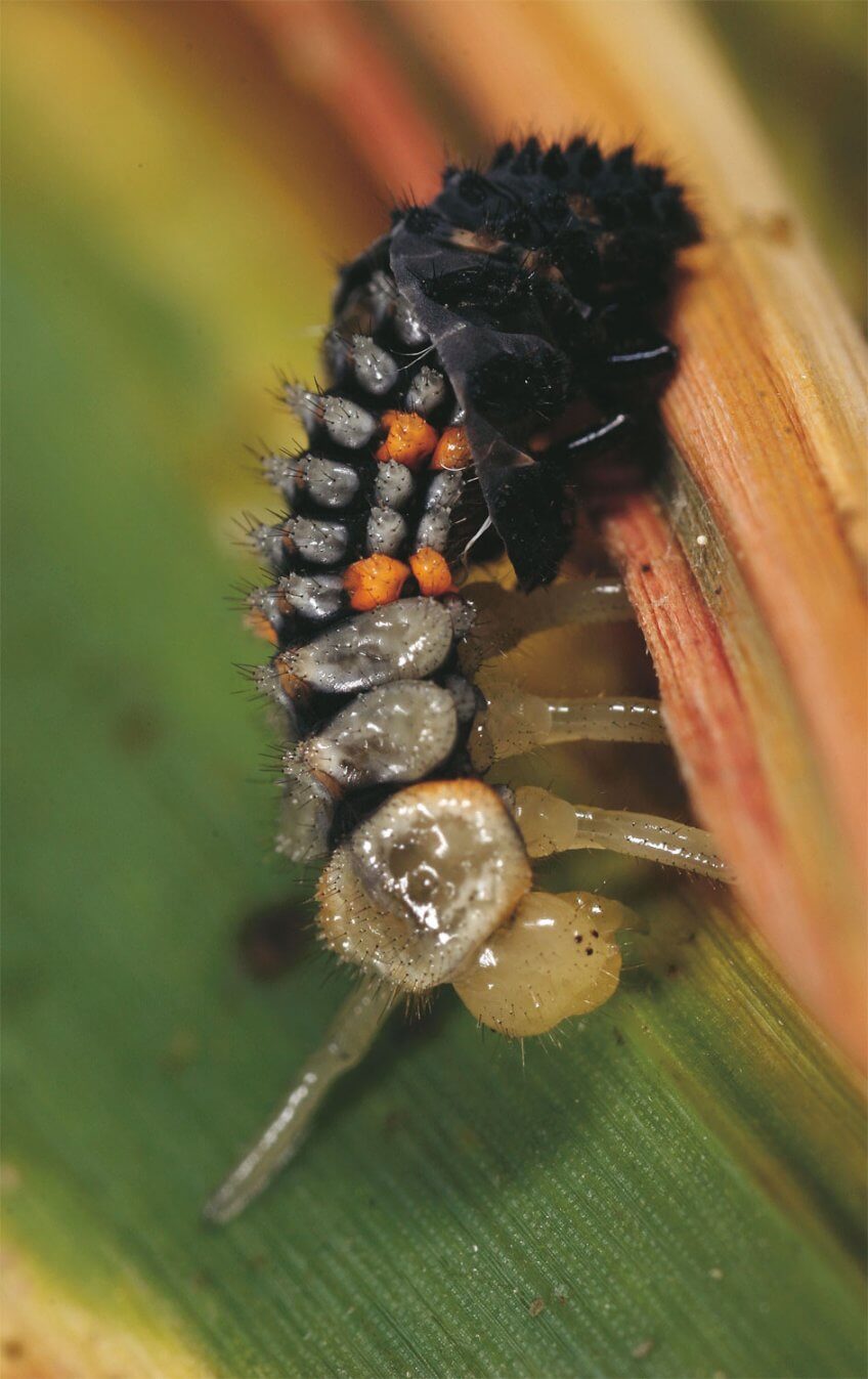 Une coccinelle vit plusieurs naissances. Chaque mue est une opération délicate durant laquelle l’insecte est très vulnérable. Un élevage de coccinelles au jour le jour - La Salamandre