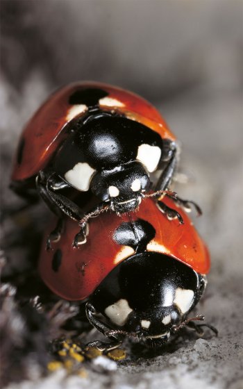 Une femelle peut s’accoupler une vingtaine de fois en un printemps. Chaque rencontre va durer de quelques minutes à plus d’une heure. Coccinelles : Carrosseries chic, amours choc - La Salamandre