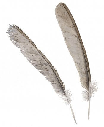 Une plume de rougegorge de vol neuve et la même après un an.  Plumes et bains de rougegorge - La Salamandre