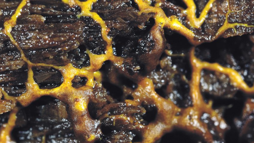 Les myxomycètes sont parmi nous - La Salamandre